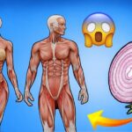 La Cebolla y la Salud Masculina: 7 Formas Tradicionales en que se Utiliza para Apoyar la Vitalidad