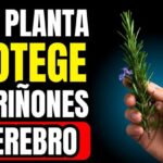 Romero: la Planta Tradicional que Muchos Usan para Apoyar el Cuidado del Cerebro y los Riñones