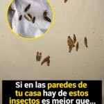 SI VES ESTOS PEQUEÑOS SACOS PEGADOS EN LAS PAREDES DE TU CASA, ESTO ES LO QUE PODRÍAN SER